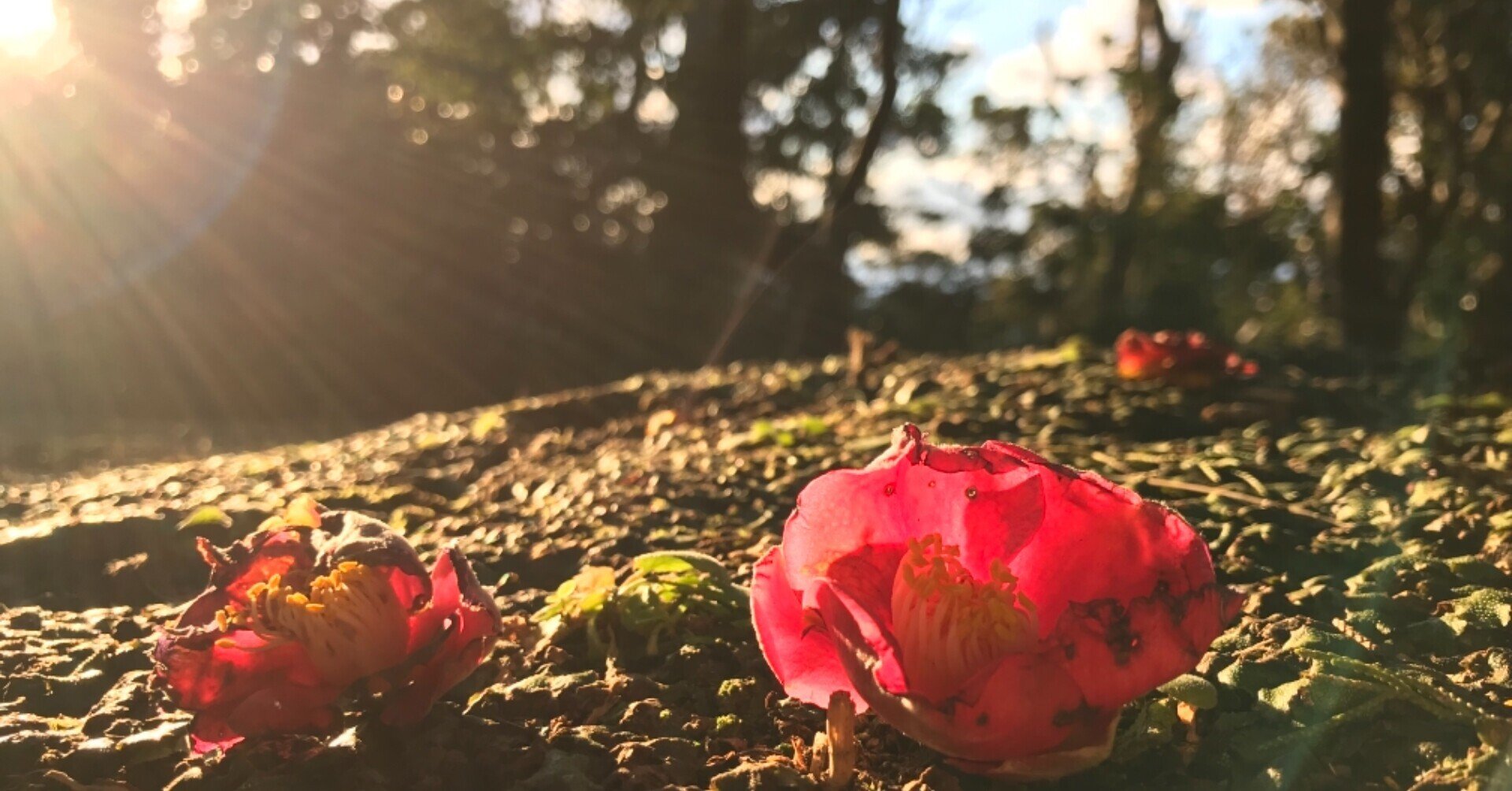 2122 植物 椿の花が落ちる頃 けいちゃん Note 2122 植物 椿の花が落ちる頃 けいちゃん Note