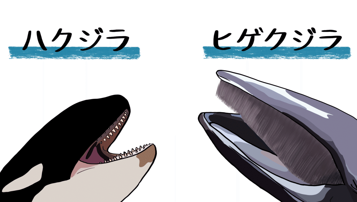 ハクジラとヒゲクジラ