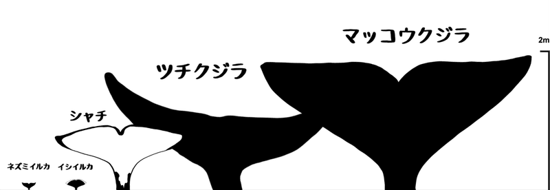 鯨類の尾鰭