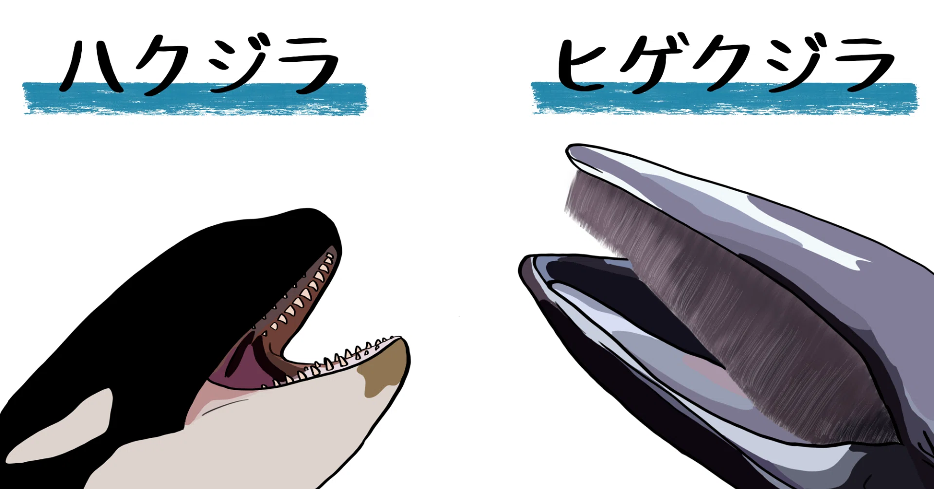 第4回JWCSラジオ リンク記事】 クジラ類の種と分類｜認定NPO法人 野生