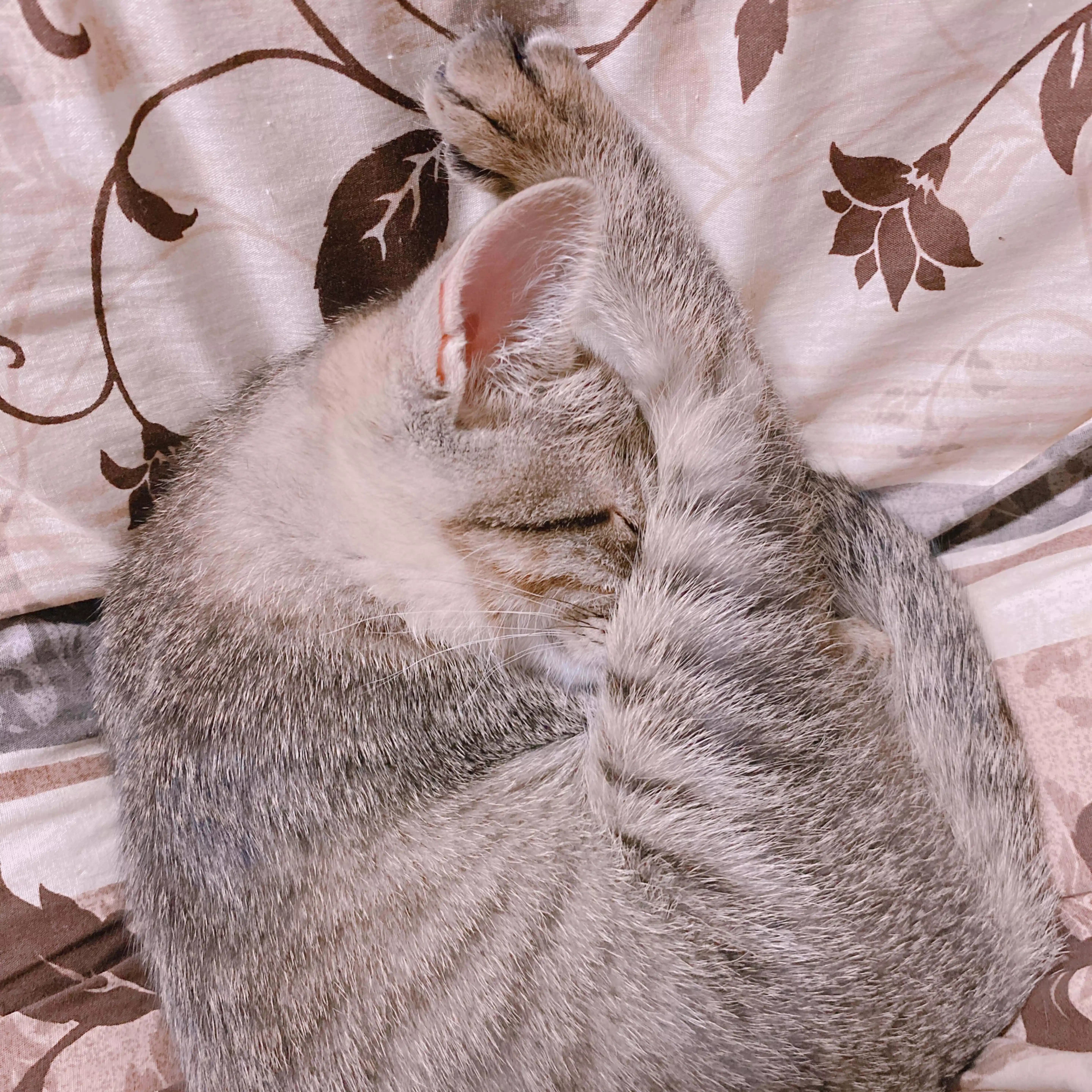 朔