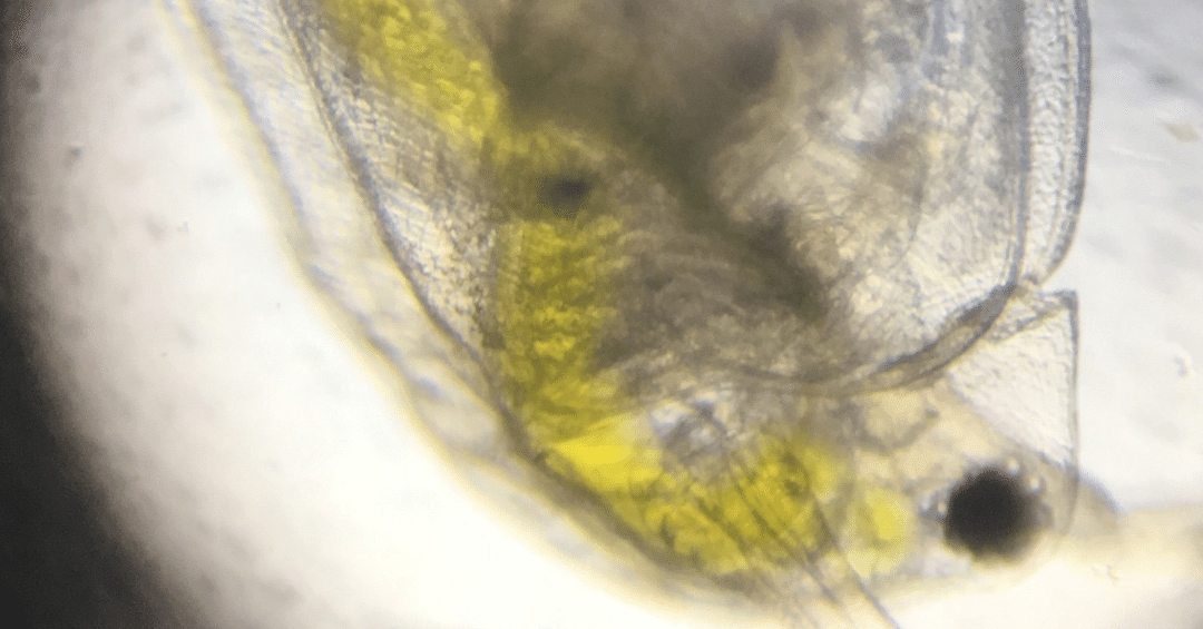 M018. 【生物学・図鑑】日本淡水プランクトン図鑑｜みどりむしエレナ