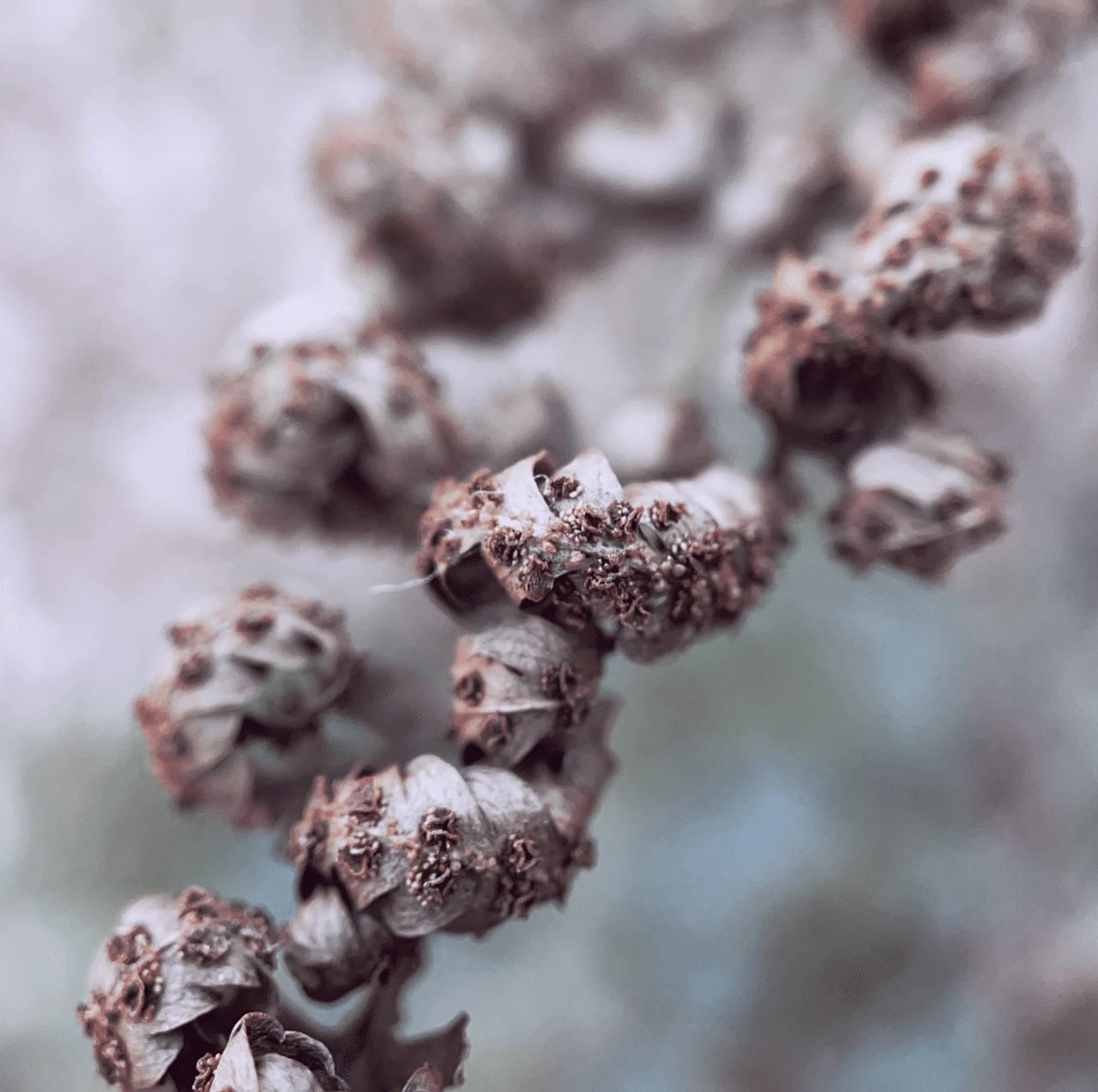 そのへんの3cm Vol 941 スマホでマクロ千本ノック中 シダ 胞子嚢 フジイピカピ そのへんの3cmを撮る人 Note