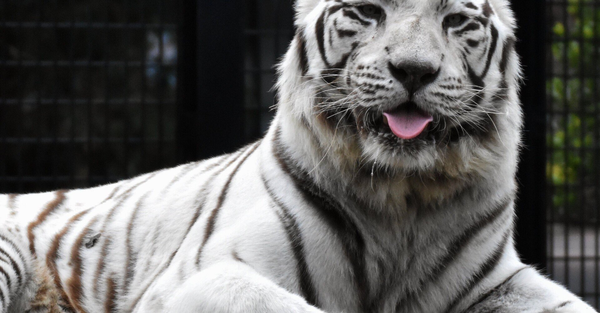 名言との対話 1月21日 伊藤野枝 自分の思うことをずんずんやる代わりに人のわがままの邪魔はしません 久恒 啓一 Note