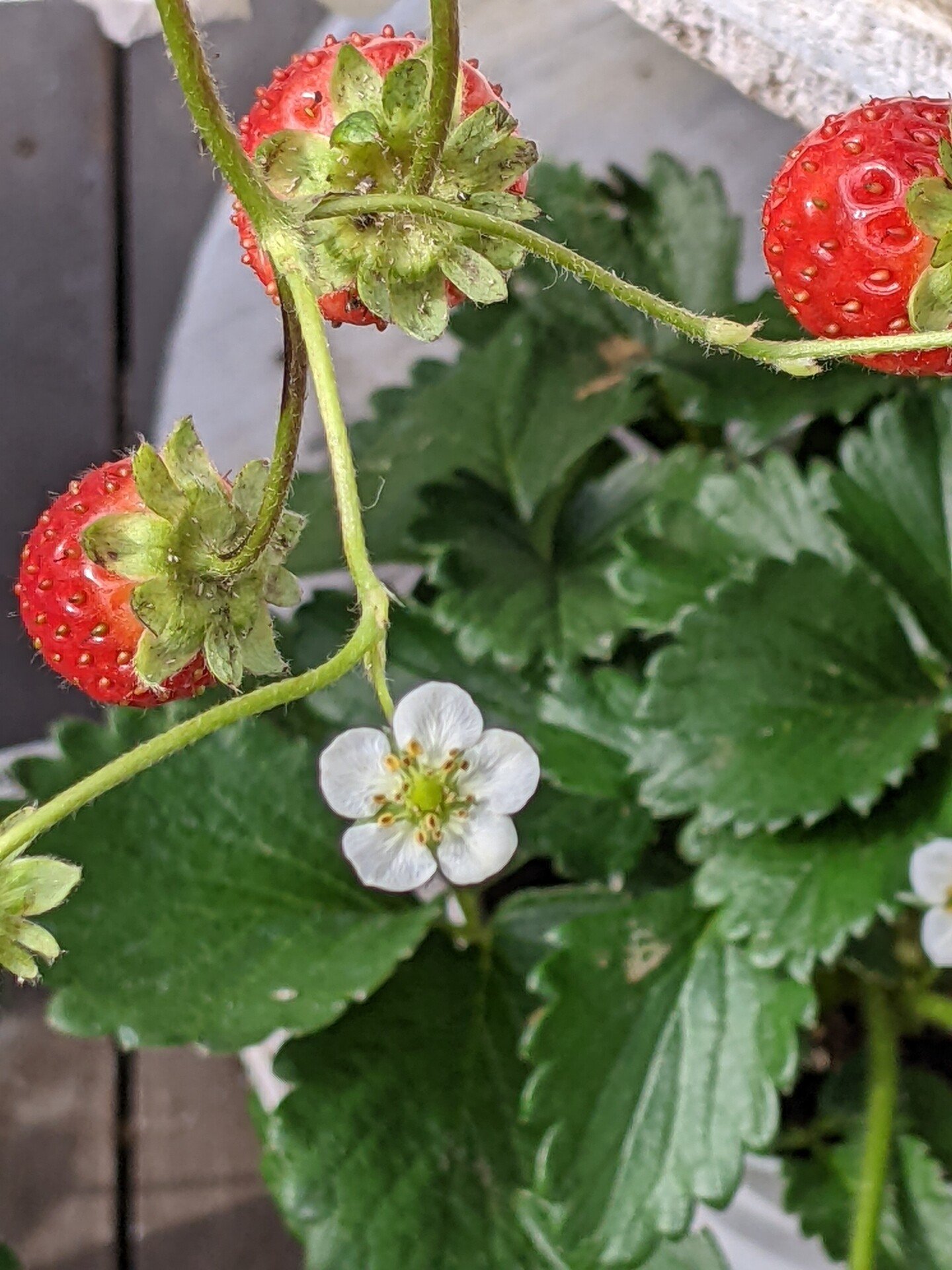 苺の花 の新着タグ記事一覧 Note つくる つながる とどける