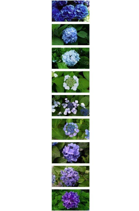 2018年6月の紫陽花写真総まとめ。お散歩で見かけて溜まった写真を、なんとなくの色順、種類まぜこぜで並べてみました。