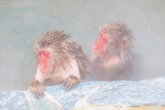 温泉につかるお猿さんに会える！【函館市熱帯植物園