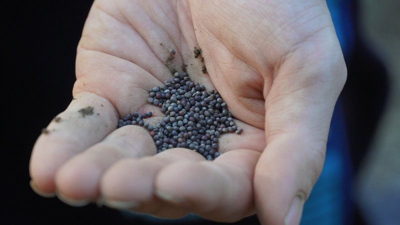 画像35を拡大表示