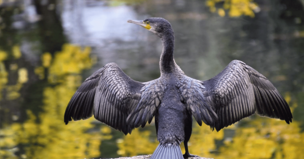 掛け軸【鵜】春晃 2527 鵜飼い | housecleaningmadison.com