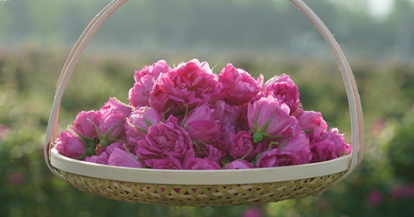 則天武后、西太后も愛したバラの花。奥深い中国バラの歴史。｜fuacha