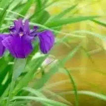 おはな。