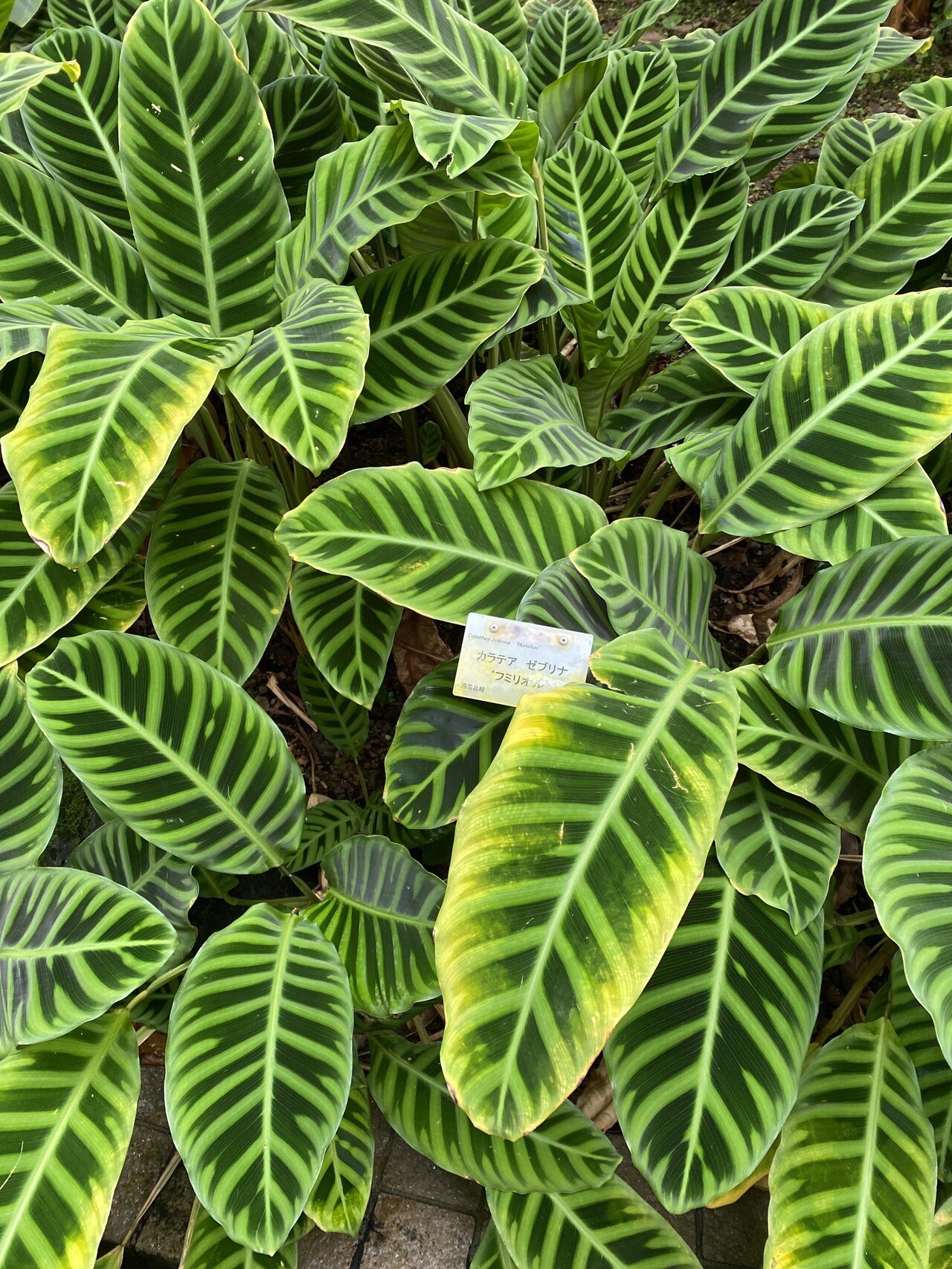 京都府立植物園の温室で見かけた葉っぱ 絵に描いたみたいな綺麗な葉っぱでした Suna Note