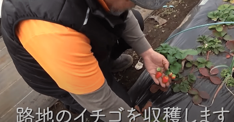 イチゴ栽培の保温対策 家庭菜園や農園で春に向けた害虫対策や保温栽培など冬の間に対策したいイチゴの育て方を徹底解説 井上寅雄農園 井上隆太朗 Note