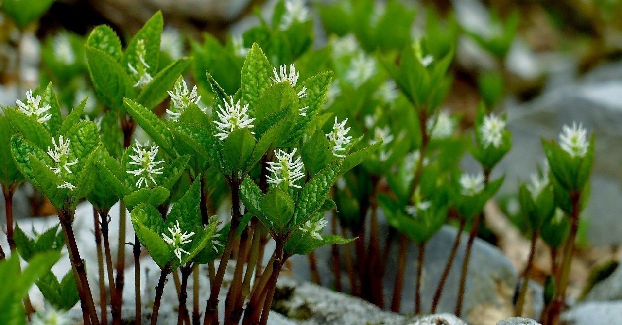 花も名前も美しいヒトリシズカ Hhaannaaiihh Note