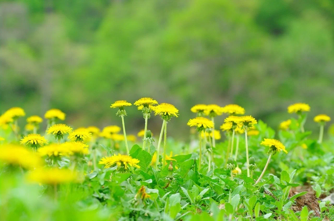 置かれた場所で咲きなさい の呪縛 花の使者 Note