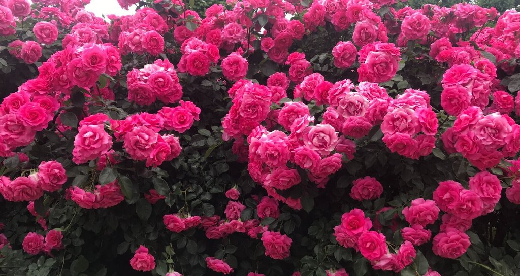 松本直子 Naoko Matsumoto Ueno Note 松本直子 Naoko Matsumoto Ueno Note