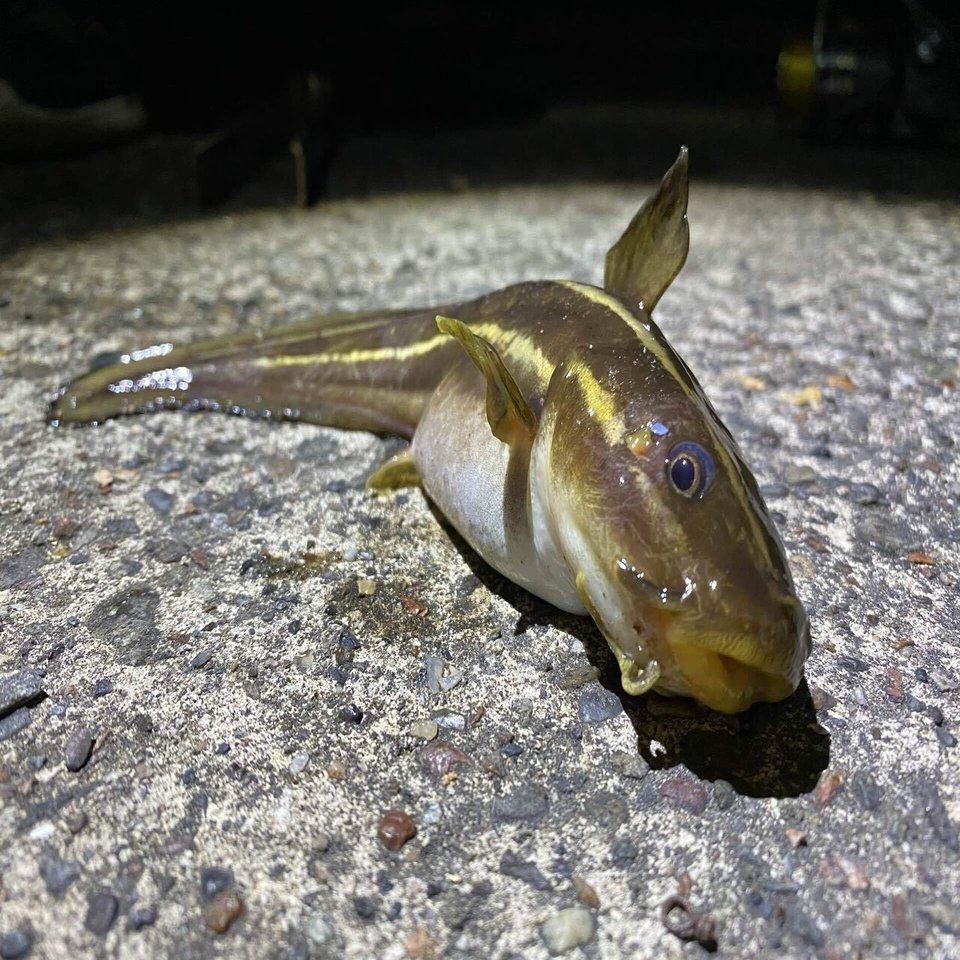 週一のマダイより毎日のゴンズイ ネットラヂオ旅の鳴る木 Note