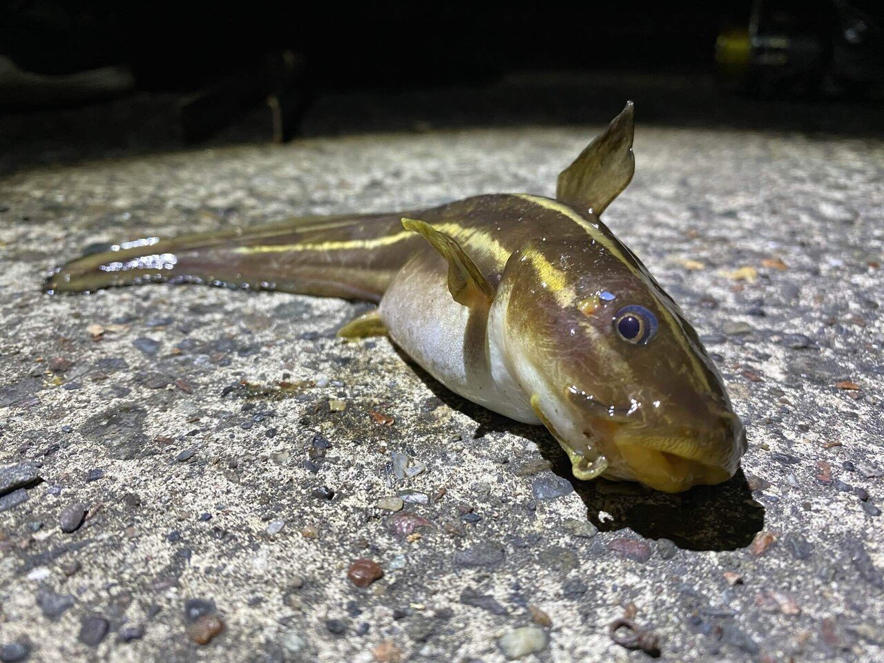 週一のマダイより毎日のゴンズイ ネットラヂオ旅の鳴る木 Note 週一のマダイより毎日のゴンズイ ネットラヂオ旅の鳴る木 Note