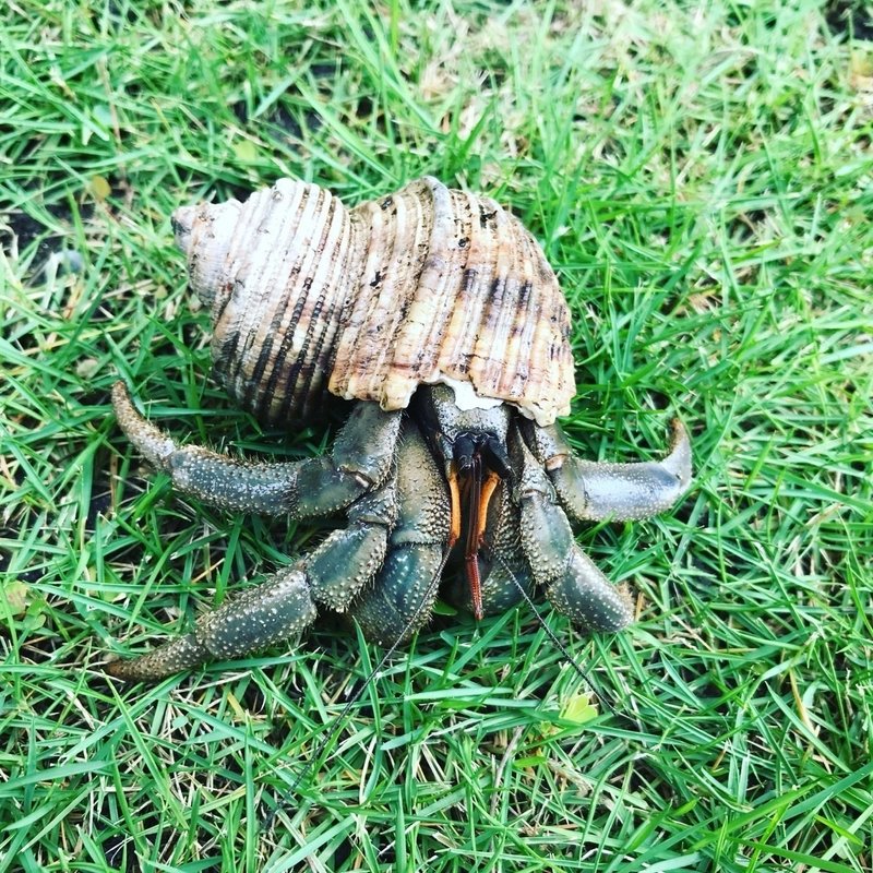 海辺に住むオカヤドカリと山に住むオカヤドカリ 舛田光洋マスダミツヒロ Note