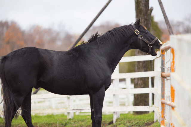 やーか　馬の尾の毛 馬の毛色】全14の馬の毛色｜はるか🐴おうち乗馬教室
