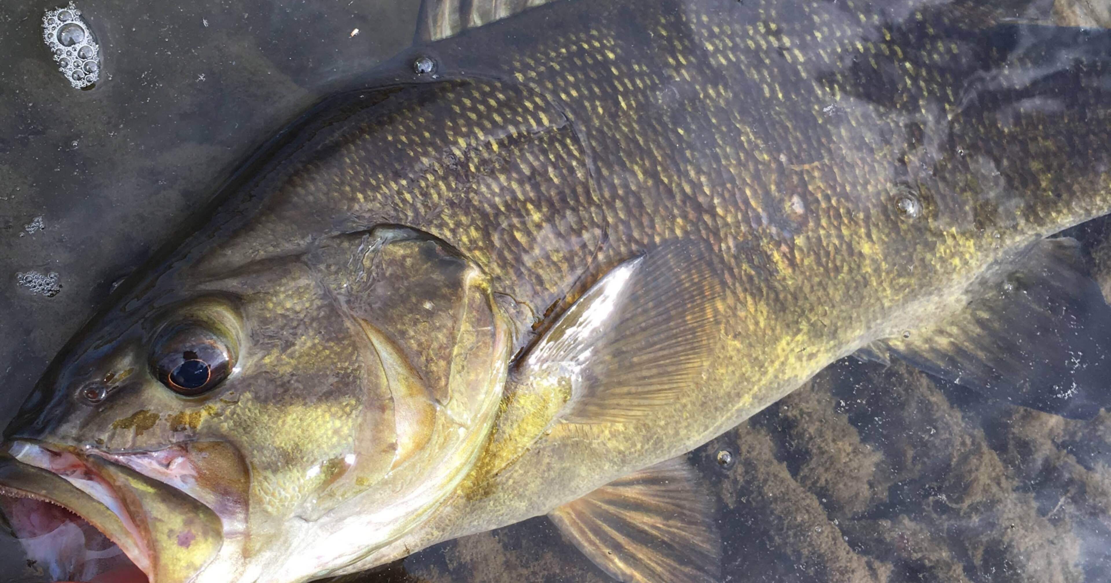 川スモールにおすすめのワームは？実績を元に紹介！｜釣りおんす