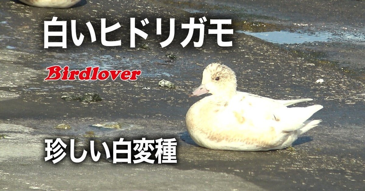 白変種八咫烏の雛　緑 白いヒドリガモ・珍しい白変種｜Birdlover