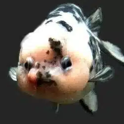 jiff-nd