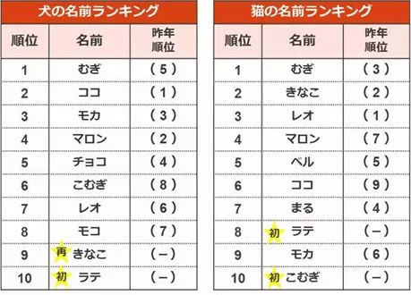 日本と中国 ペットの名前にはとある共通点が 日中２か国語 中国ドキュメンタリー制作会社 和之夢 Note