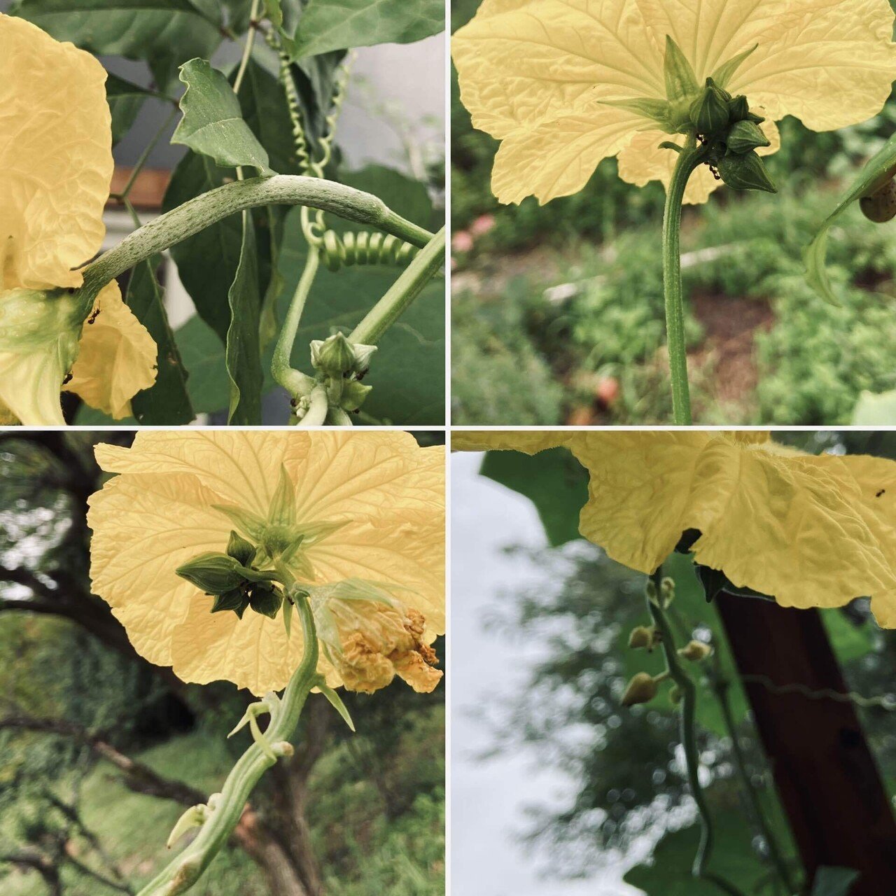へちまを植えてからスポンジにするまで ころのにわ 自然菜園 Note