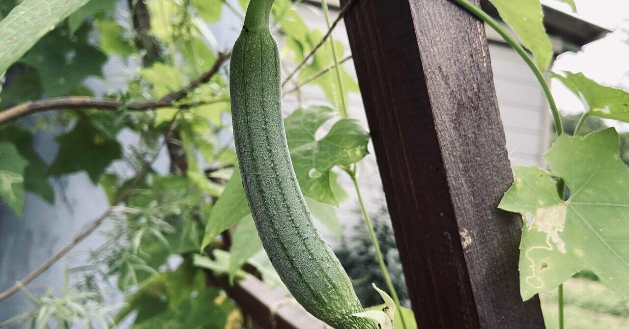 へちまを植えてからスポンジにするまで ころのにわ 自然菜園 Note