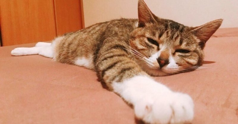 愛する猫の命が天に還っていった。ここにある喪失感から、今日これからをどう生きようか。 ( 2 )