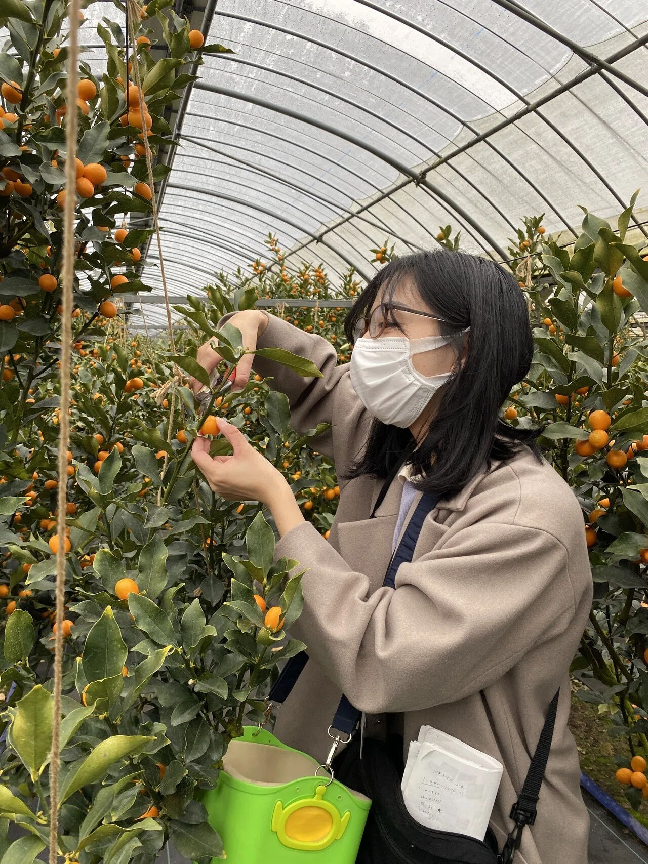 みやざきブランド、完熟きんかん「たまたま」と「たまたまエクセレント