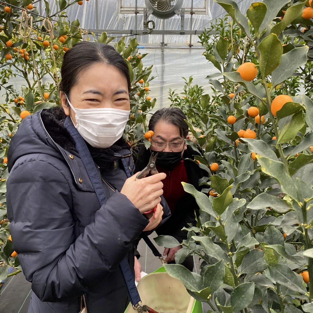 みやざきブランド、完熟きんかん「たまたま」と「たまたまエクセレント