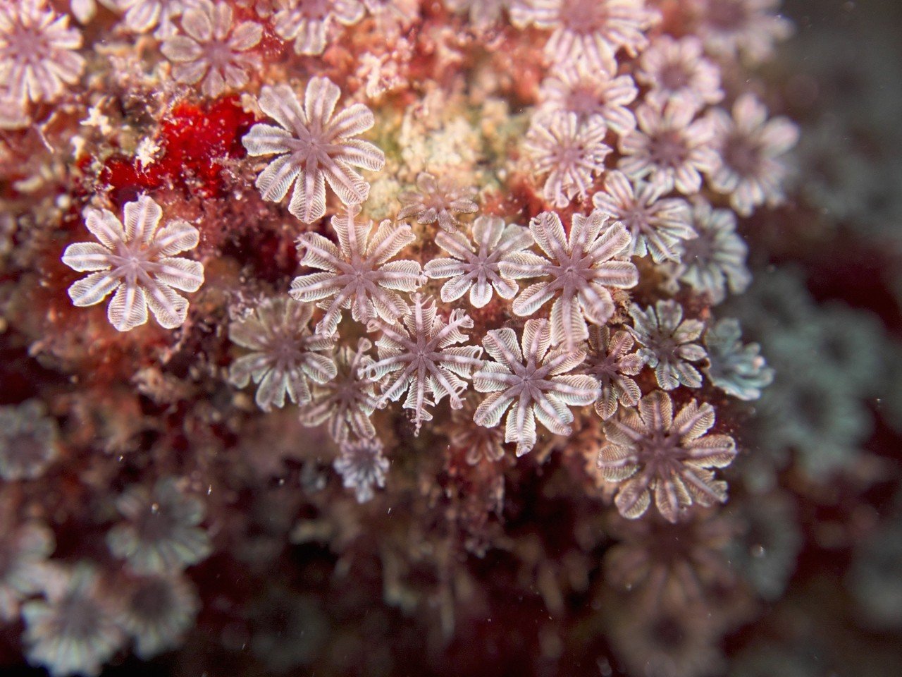 癒やしの海 石垣島の水中写真no155 海の中のお花畑 ゴールドラッシュ Note 癒やしの海 石垣島の水中写真no155 海の中のお花畑 ゴールドラッシュ Note
