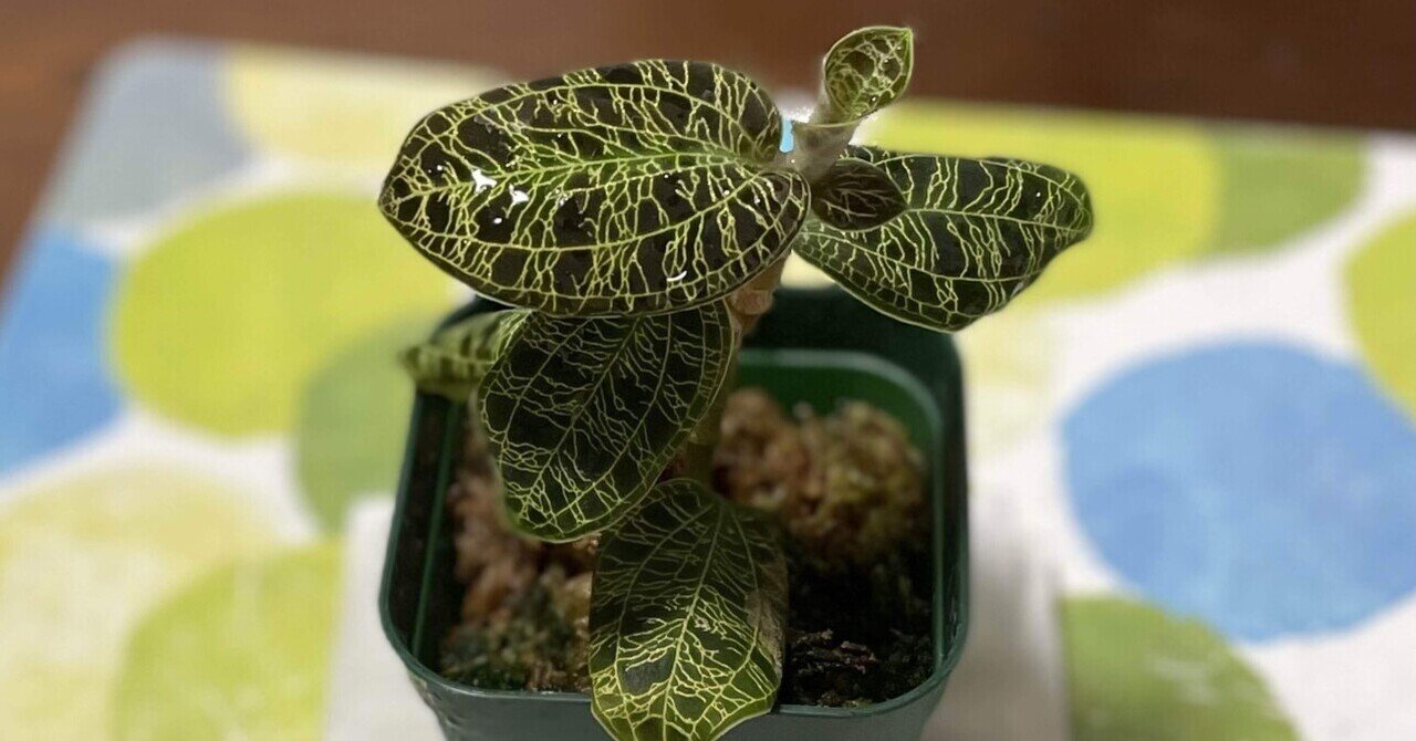 植物紹介】マコデス・ペトラ｜如月朔