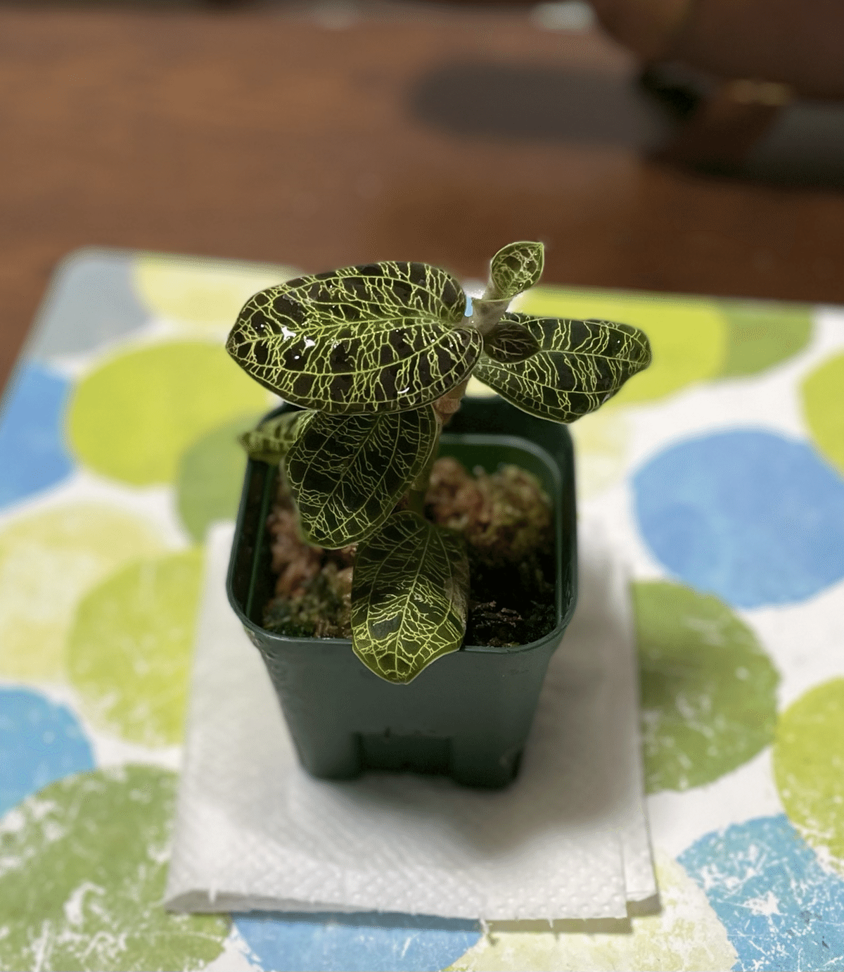 植物紹介】マコデス・ペトラ｜如月朔