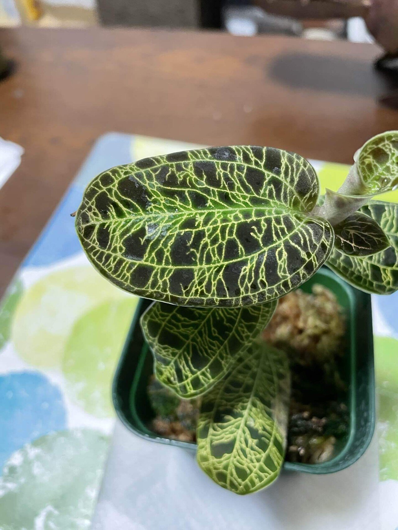 植物紹介】マコデス・ペトラ｜如月朔