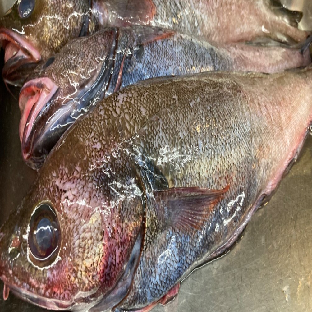 365日の魚介レシピ ドンコのフライとかたたきとか 不器用な私はいつも悪戦苦闘 たぬき女将 郷土料理研究家 Note