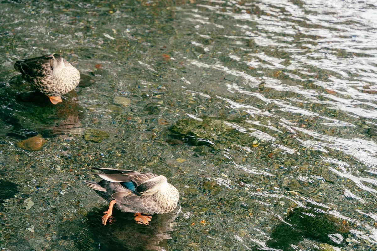 画像84