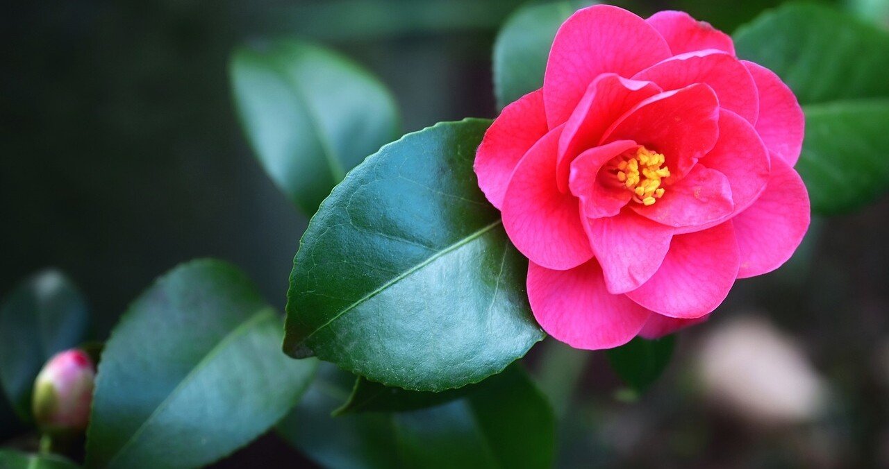 No．418 「椿」の絵手紙から考えさせられたこと｜仁の音