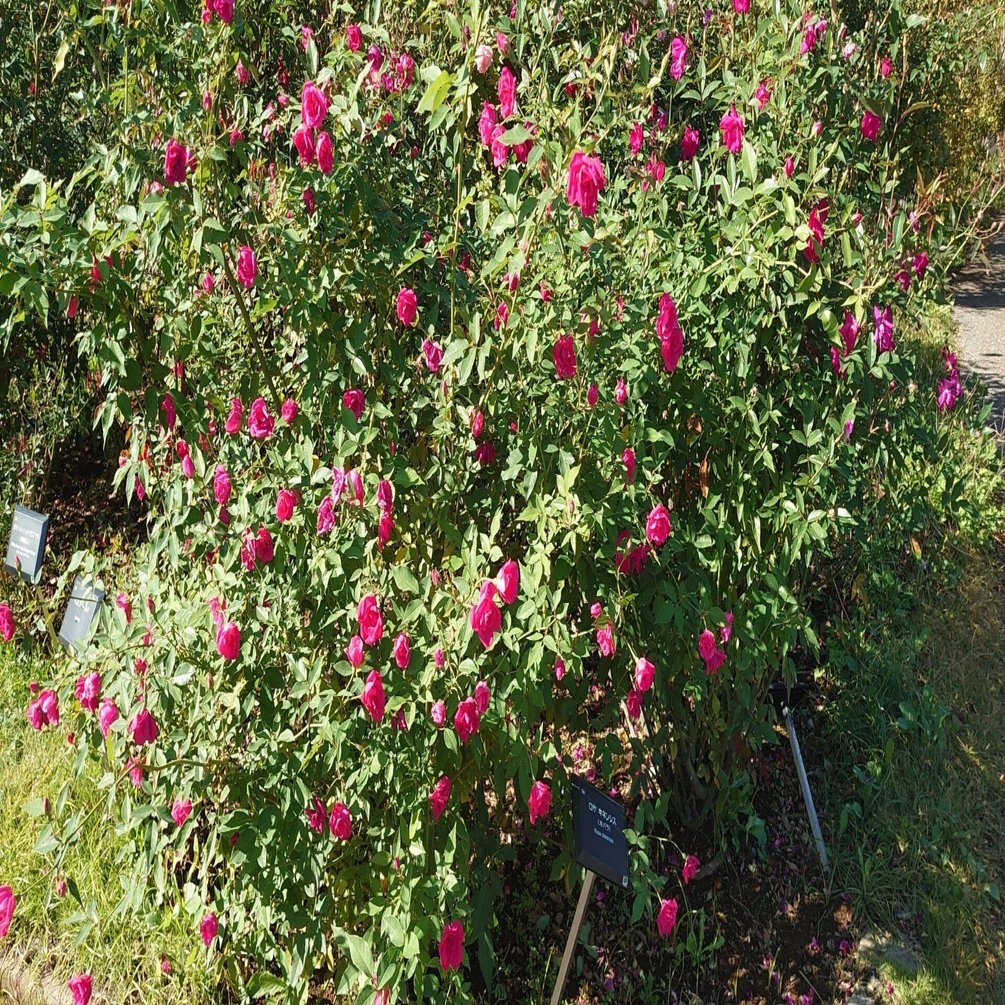はねおかの水野蓉子さま研究～「マリア様がみてる」と「Answer」のズレ