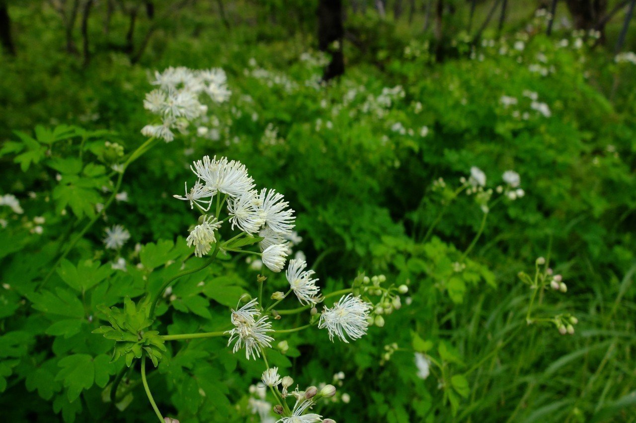 華やかな花 カラマツソウ Hhaannaaiihh Note 華やかな花 カラマツソウ Hhaannaaiihh Note