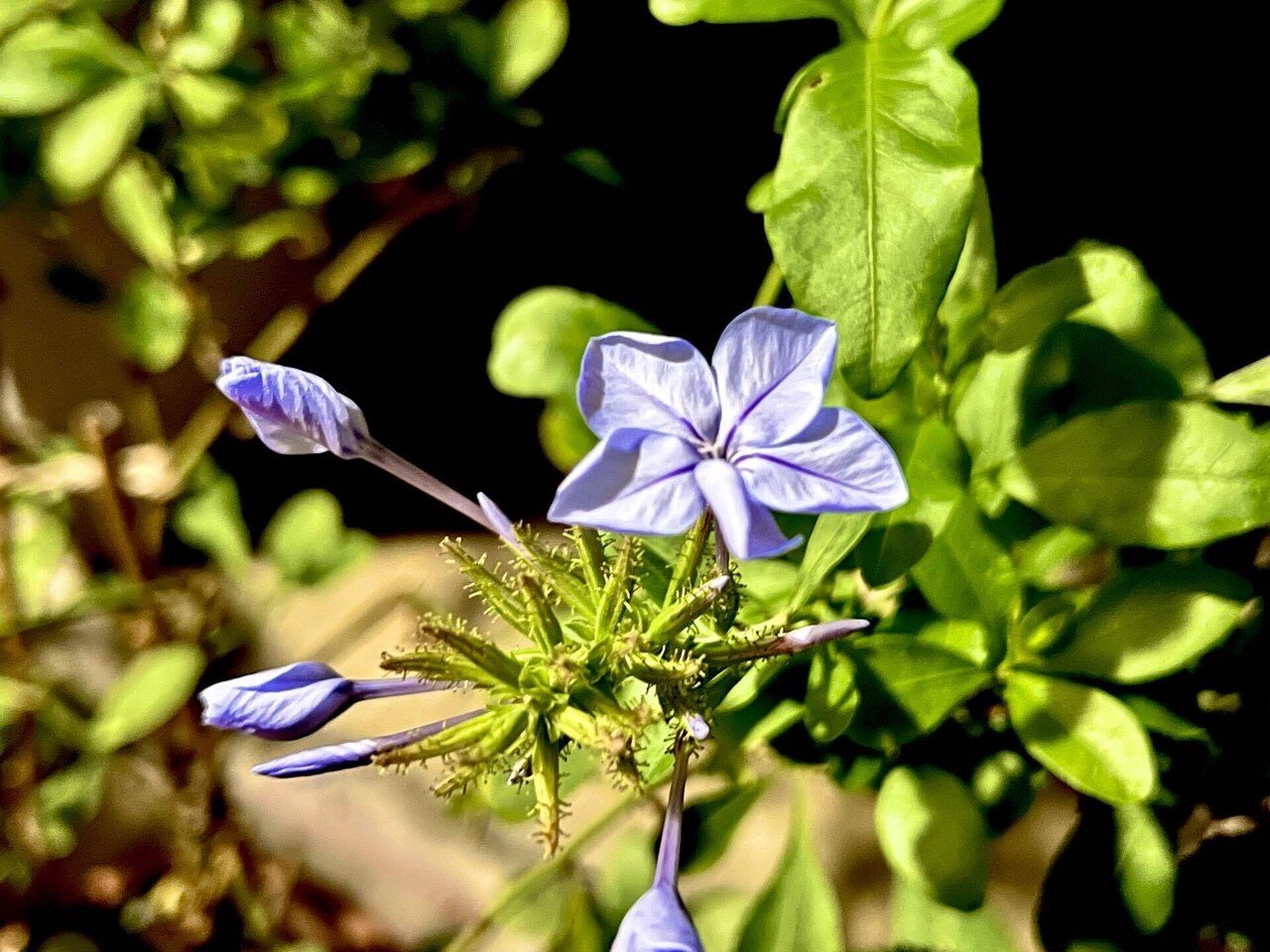 一月も終盤に入った南国 花たちは元気だ 沖縄に住んで足掛け二年になるが いまだに新鮮な風景 ミーちゃん In Okinawa Note