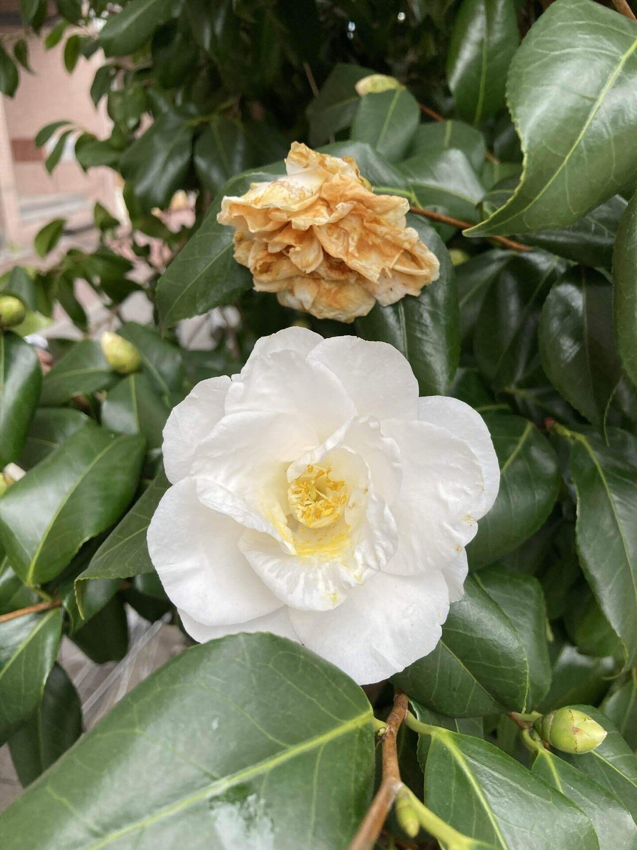 咲く花 枯れる花 おはようございます 咲いた花は必ず枯れるわけですが どうしても前者に目が向かいます でもね 枯れ朽ちていく花にも独特の魅力があります 人も同じです 老いると枯れるは違います 老 櫻田弘文 ブランディング プロデューサー Note