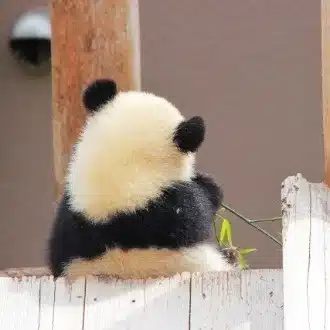 ちよこ