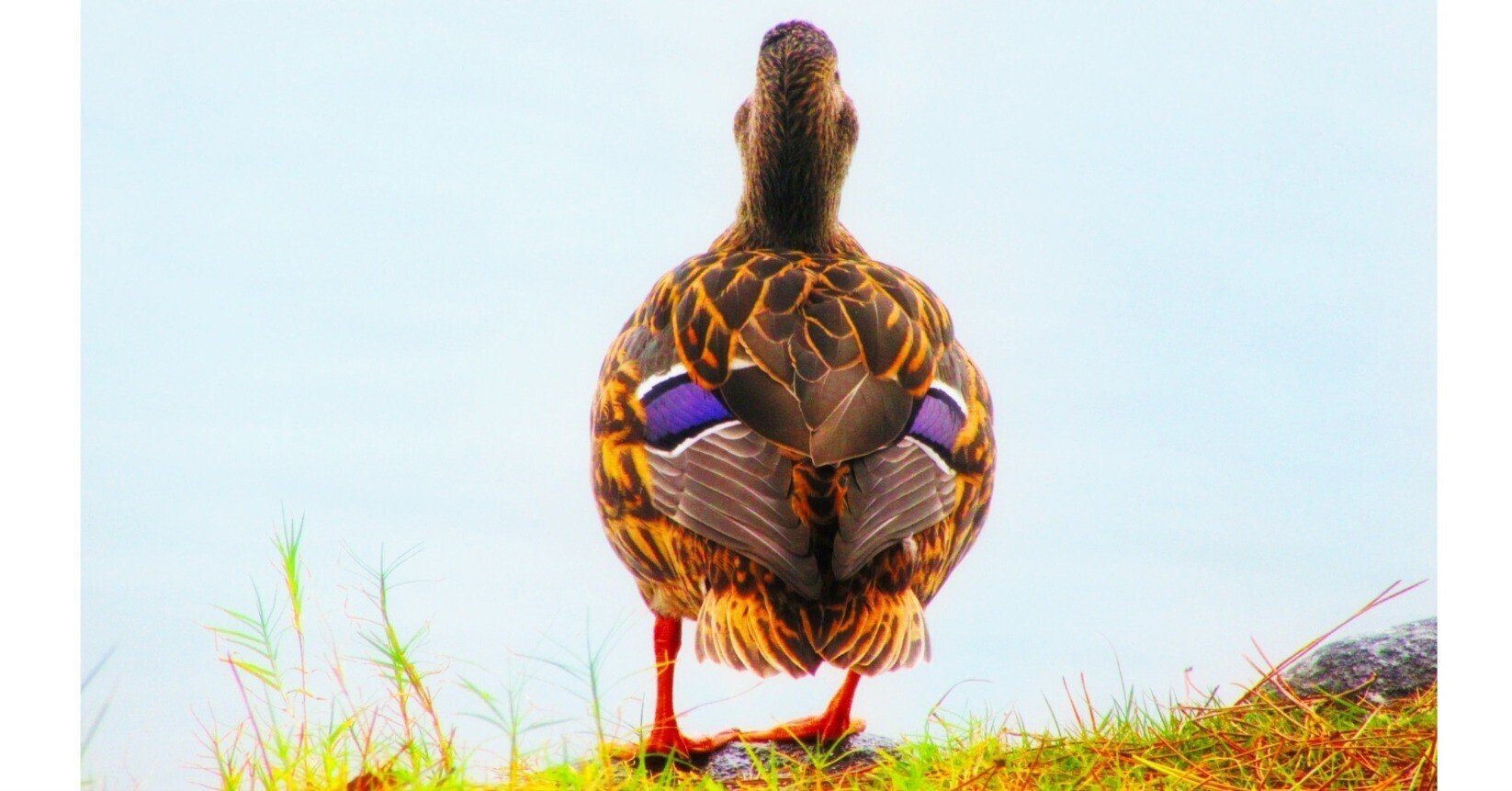 1000年続くカモの恩返し Ku Note 1000年続くカモの恩返し Ku Note