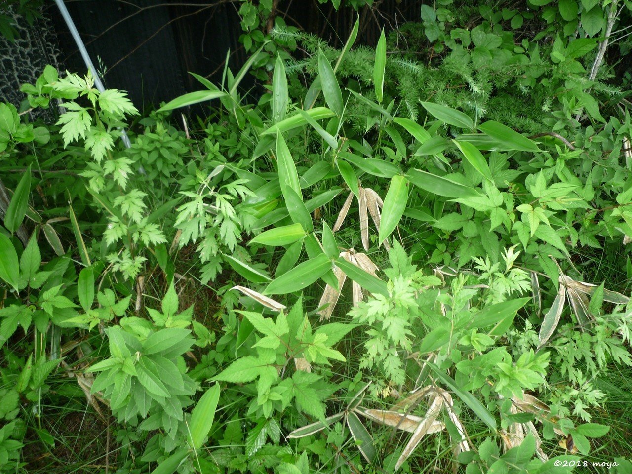 奥日光の野生動物と自然 奥日光 A11y Tips Pdfとウェブアクセシビリティ By Moya Note