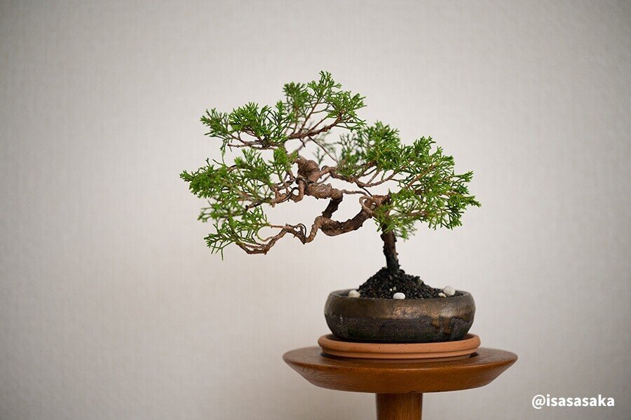 若い内からと「盆栽」を始めた話｜isasaka|カメラマン