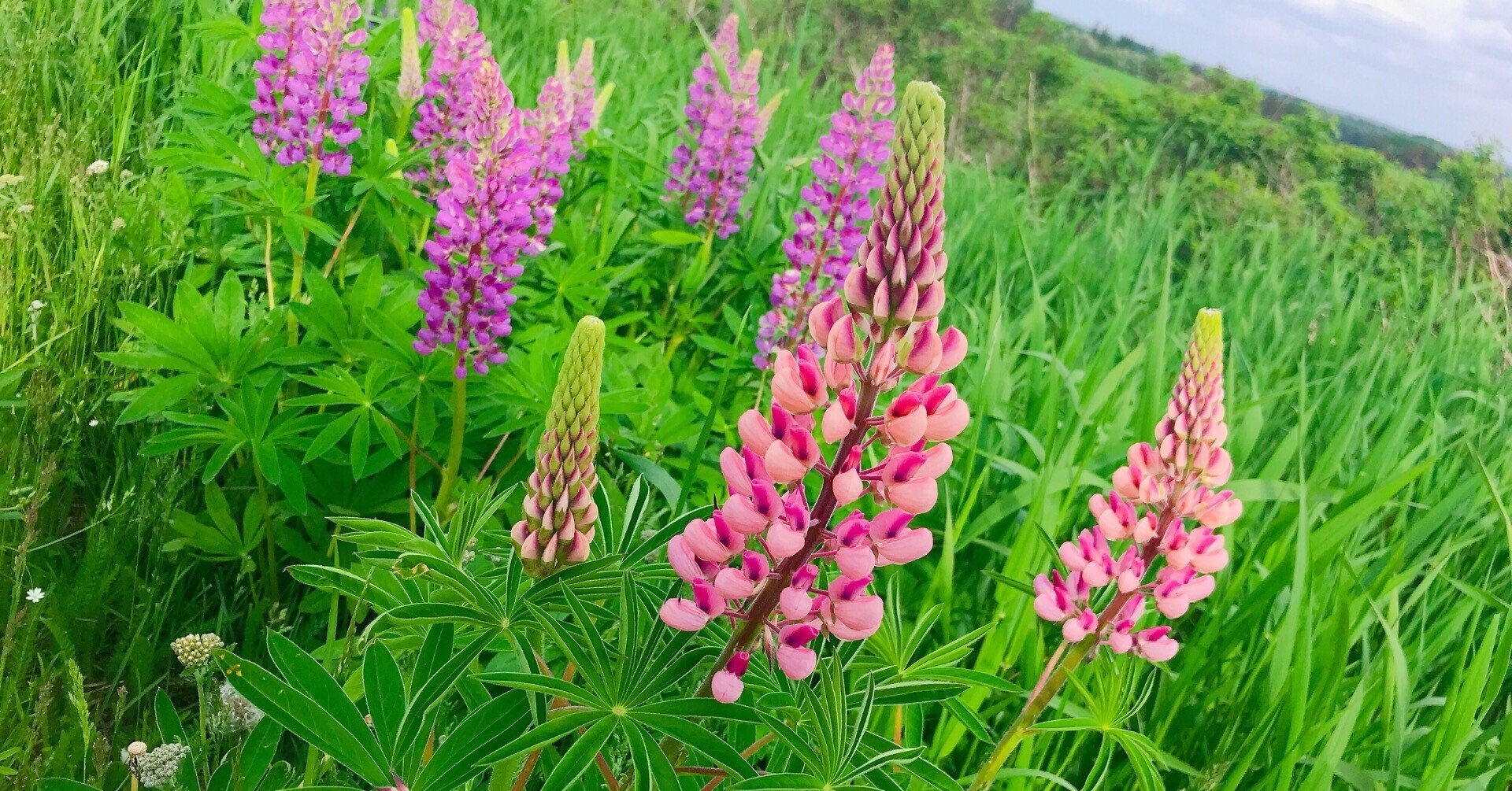 カナダのプリンスエドワード島でwwoof 赤毛のアン暮らし Megumogu13 Note カナダのプリンスエドワード島でwwoof 赤毛のアン暮らし Megumogu13 Note