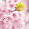 中学受験～桜咲け！！～